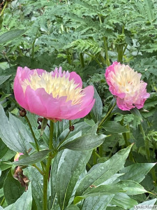 Paeonia Bowl of Beauty         